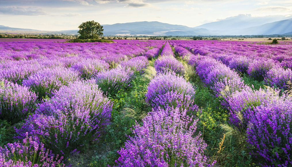 Making natural lavender skin care products